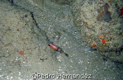Belted Cardinal Fish,Palmas Del Mar Humacao, Puerto Rico.... by Pedro Hernandez 